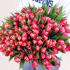 Rare Beauty – Tulips