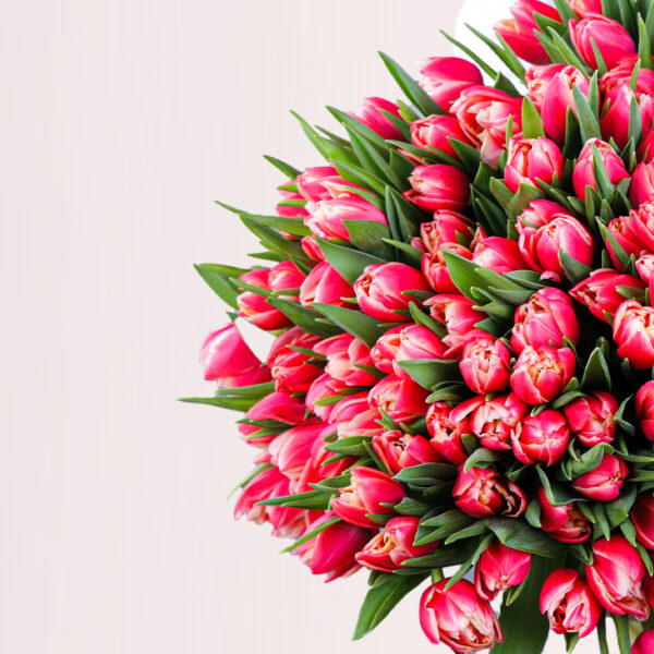 Rare Beauty – Tulips