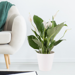 Monocot + Free Pot | +/- 60 cm | ø 17 cm | Spathiphyllum