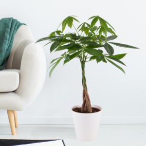Money Tree + Free Pot |+/- 50-60 cm | ø 14 cm | Pachira