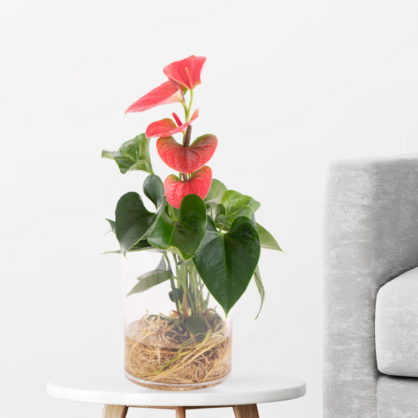 Flamingo Flower Red + Glass Vase | +/- 30 cm | ø 12 cm | Anthurium