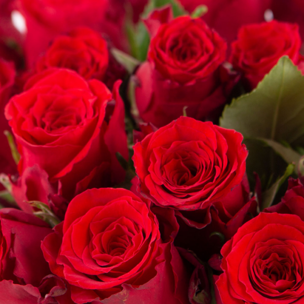 40 Red Roses (40cm)