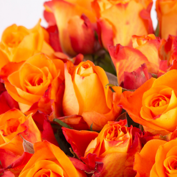 40 Orange Roses (40cm)