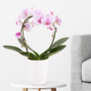Orchid Arch Pink + Free Pot |+/- 45 cm | ø 12 cm | Phalaenopsis