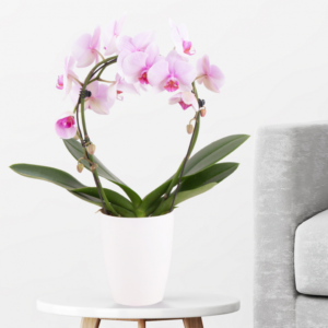 Orchid Arch Pink + Free Pot |+/- 45 cm | ø 12 cm | Phalaenopsis