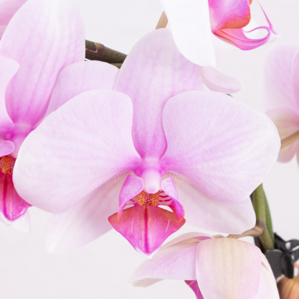 Orchid Arch Pink + Free Pot |+/- 45 cm | ø 12 cm | Phalaenopsis