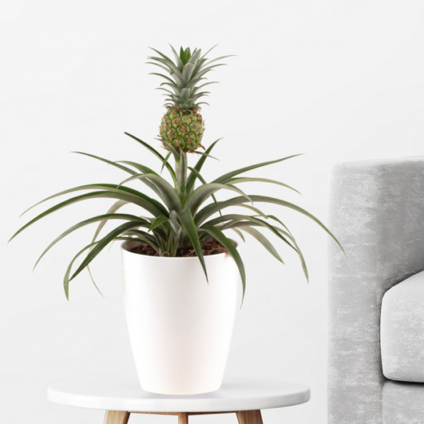 Pineapple Plant + Free Pot | +/- 40-50 cm | ø 15 cm | Ananas comosus
