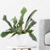 Plant Trio + Free Pots | 25 - 35 cm | ø 12 cm | Elephant Foot, Antler Fern, Money Tree