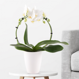 Orchid Arch White + Free Pot | +/- 45 cm | ø 12 cm | Phaelonopsis