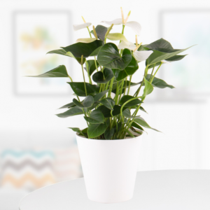 Flamingo Flower White + Free Pot | +/- 50 cm | ø 14 cm | Anthurium