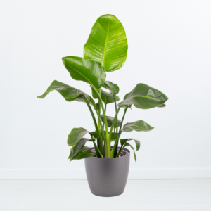 Bird of Paradise Flower Strelitzia + Free Pot | +/- 70 cm | ø 17 cm | Strelitzia Nicolai