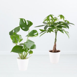 Air-purifying Duo | Monstera and Money Tree + Free Pots | 50-60 cm | ø 14-17 cm