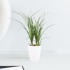 Plant Trio + Free Pots | 25 - 35 cm | ø 12 cm | Elephant Foot, Antler Fern, Money Tree